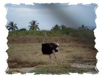 Ostriches near the resort
